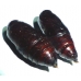 Pine Arches Moth Panthea coenobita cocoons SPECIAL PRICE!
